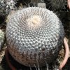 Copiapoa_columna_alba